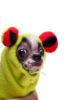 Peruvian hairless and chihuahua mix dog in frog costume isolated on white background