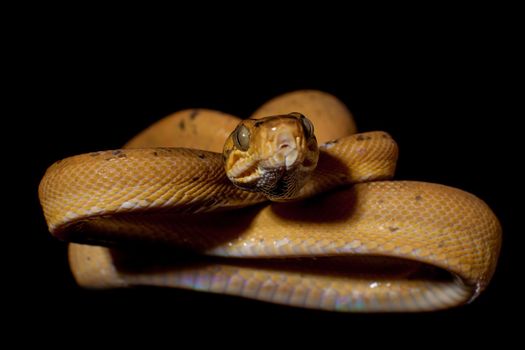 Red Amazon tree boa, corallus hortulanus, isolated on black background