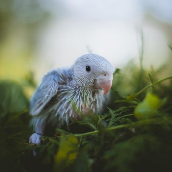 The rose-ringed or ring-necked parakeet, Psittacula krameri, female, in a garden