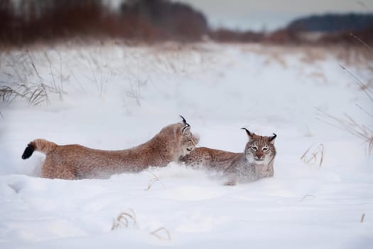 Beautiful Eurasian bobcat, lynx lynx, in winter field