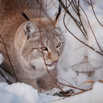 Beautiful Eurasian bobcat, lynx lynx, in winter field