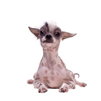 Peruvian hairless and chihuahua mix dog isolated on white