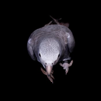 African Grey Parrot, Psittacus erithacus timneh, isolated on black background