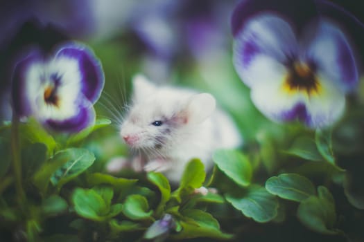 White mouse, Mus musculus in a garden with pansies