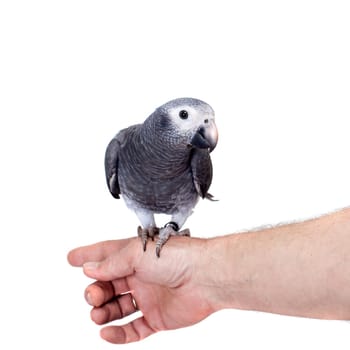 African Grey Parrot, Psittacus erithacus timneh, isolated on white background