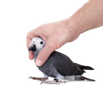 African Grey Parrot, Psittacus erithacus timneh, isolated on white background