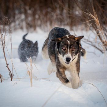 Mixed breed dog portrait in the winter field