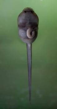 The Brazilian horned frog tadpole, Ceratophrys aurita