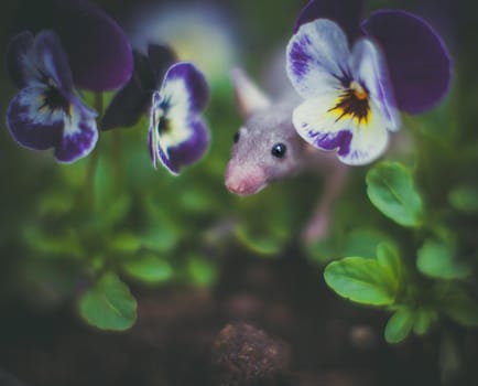 Hairless House mouse, Mus musculus in a garden with pansies