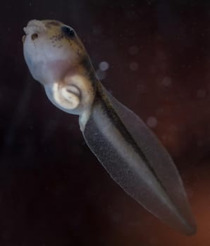 The Brazilian horned frog tadpole, Ceratophrys aurita