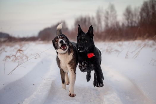 Two dogs mixbreed and purebreed playing in the winter field