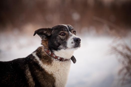 Mixed breed dog portrait in the winter field