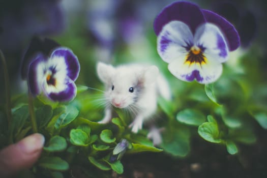 White mouse, Mus musculus in a garden with pansies