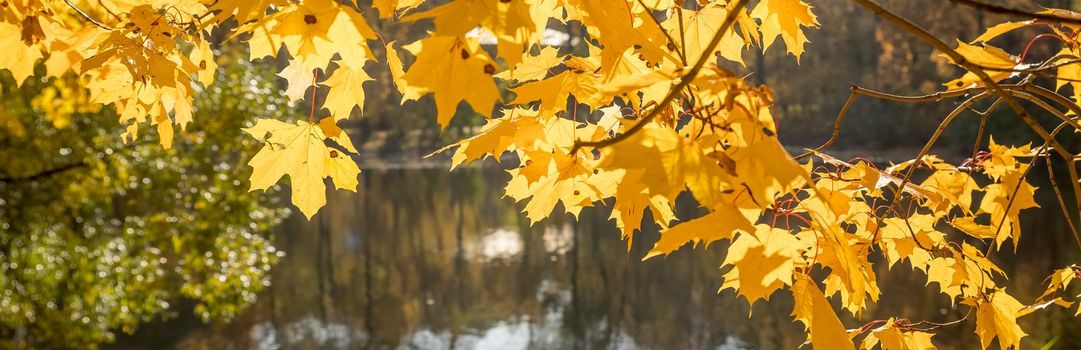 Golden autumn in the park, willow branches in backlight on a sunny day with yellowed and green leaves, branches leaning over the river