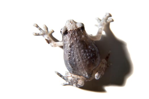 The banded bullfrog, Kaloula pulchra, isolated on white background