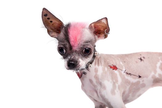 Punk style peruvian hairless and chihuahua mix dog with tattoo and piercing isolated on white