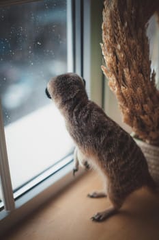 The meerkat or suricate cub, Suricata suricatta, in front of window