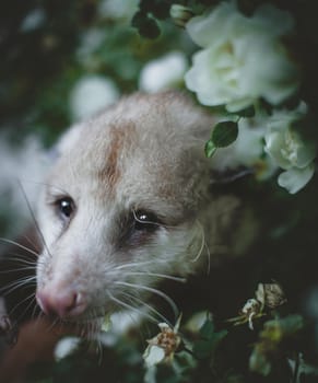 The Virginia or North American opossum, Didelphis virginiana, in the garden