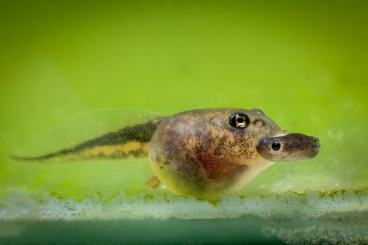 The Brazilian horned frog tadpole, Ceratophrys aurita, eats other tadpole