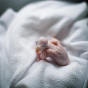 The rose-ringed or ring-necked parakeet, Psittacula krameri, newborn chick