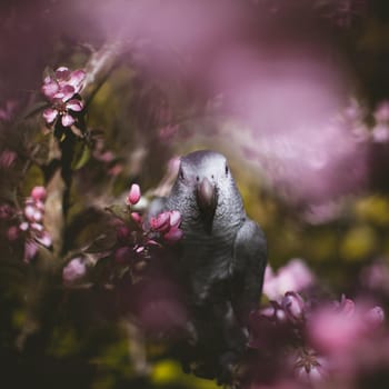 African Grey Parrot, Psittacus erithacus timneh, on the apple tree in spring garden