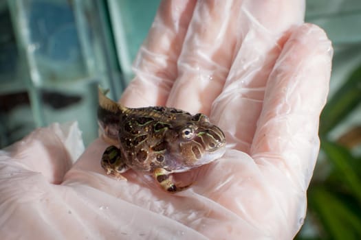 The Brazilian horned froglet, Ceratophrys aurita, on hand