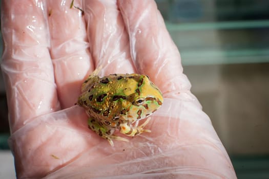 The Brazilian horned froglet, Ceratophrys aurita, on hand