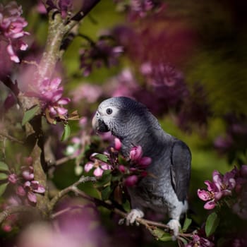 African Grey Parrot, Psittacus erithacus timneh, on the apple tree in spring garden