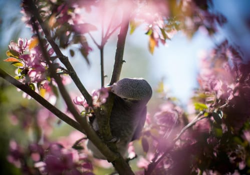 African Grey Parrot, Psittacus erithacus timneh, on the apple tree in spring garden