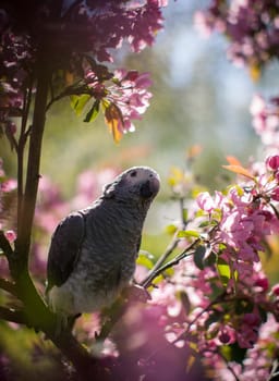 African Grey Parrot, Psittacus erithacus timneh, on the apple tree in spring garden