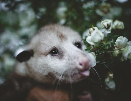 The Virginia or North American opossum, Didelphis virginiana, in the garden