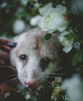 The Virginia or North American opossum, Didelphis virginiana, in the garden