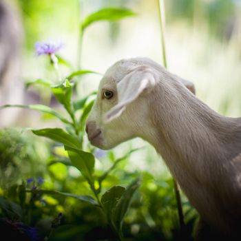 Cute young white goatling standing in a garden