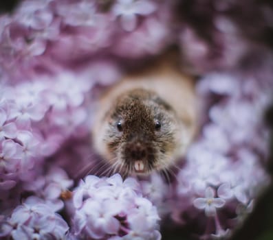 The eastern mole vole, Ellobius tancrei, on white