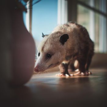 The Virginia or North American opossum, Didelphis virginiana, on window