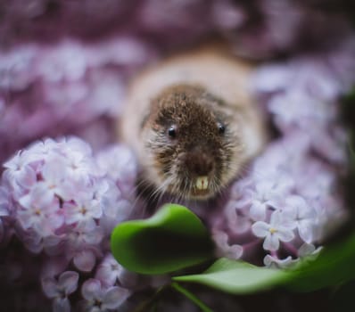 The eastern mole vole, Ellobius tancrei, on white