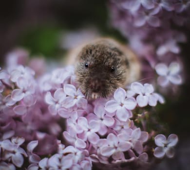 The eastern mole vole, Ellobius tancrei, on white