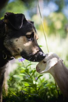 Black Dog with cute white goatling in a garden