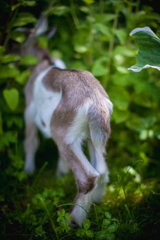 Cute young grey goatling standing in a garden