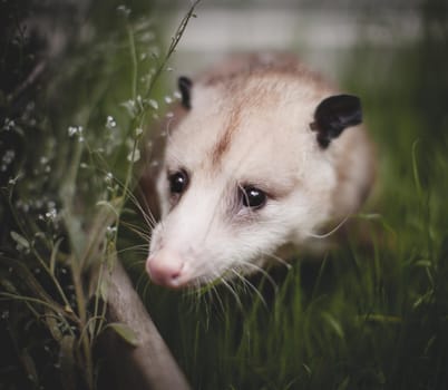 The Virginia or North American opossum, Didelphis virginiana, in the garden