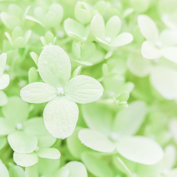 Background of soft white petals of Hydrangea Limelight or Hydrangea close-up