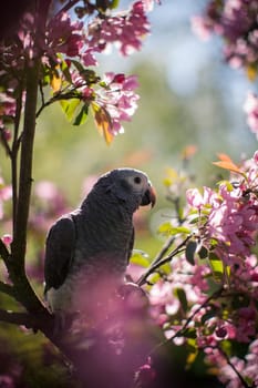 African Grey Parrot, Psittacus erithacus timneh, on the apple tree in spring garden