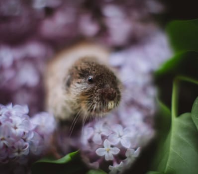 The eastern mole vole, Ellobius tancrei, on white