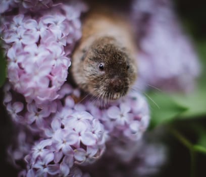 The eastern mole vole, Ellobius tancrei, on white