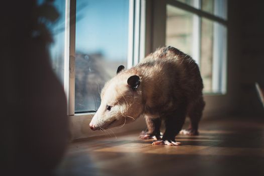 The Virginia or North American opossum, Didelphis virginiana, on window