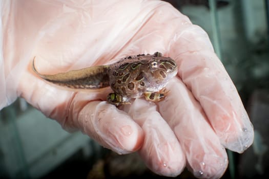 The Brazilian horned froglet, Ceratophrys aurita, on hand