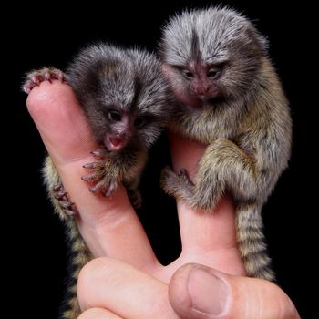 The new born common marmosets, Callithrix jacchus, 2 days old, isolated on black background