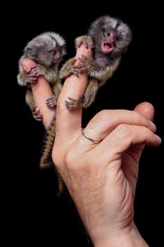 The new born common marmosets, Callithrix jacchus, 2 days old, isolated on black background