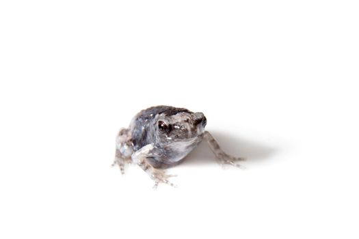 The banded bullfrog, Kaloula pulchra, isolated on white background