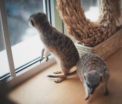 The meerkats or suricates, Suricata suricatta, in front of window